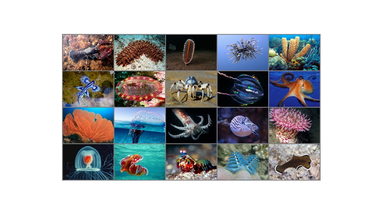 ZOO 1121 - Invertebrate Diversity