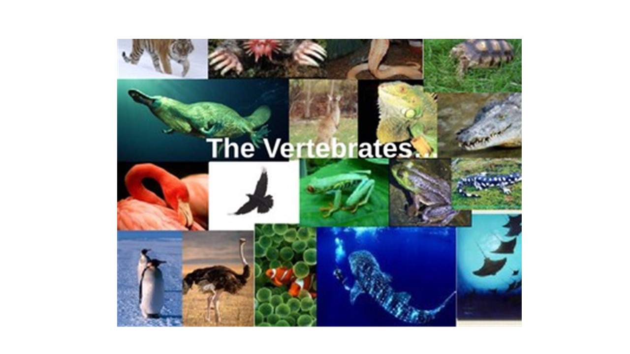 ZOO 1225 - Vertebrate Diversity 