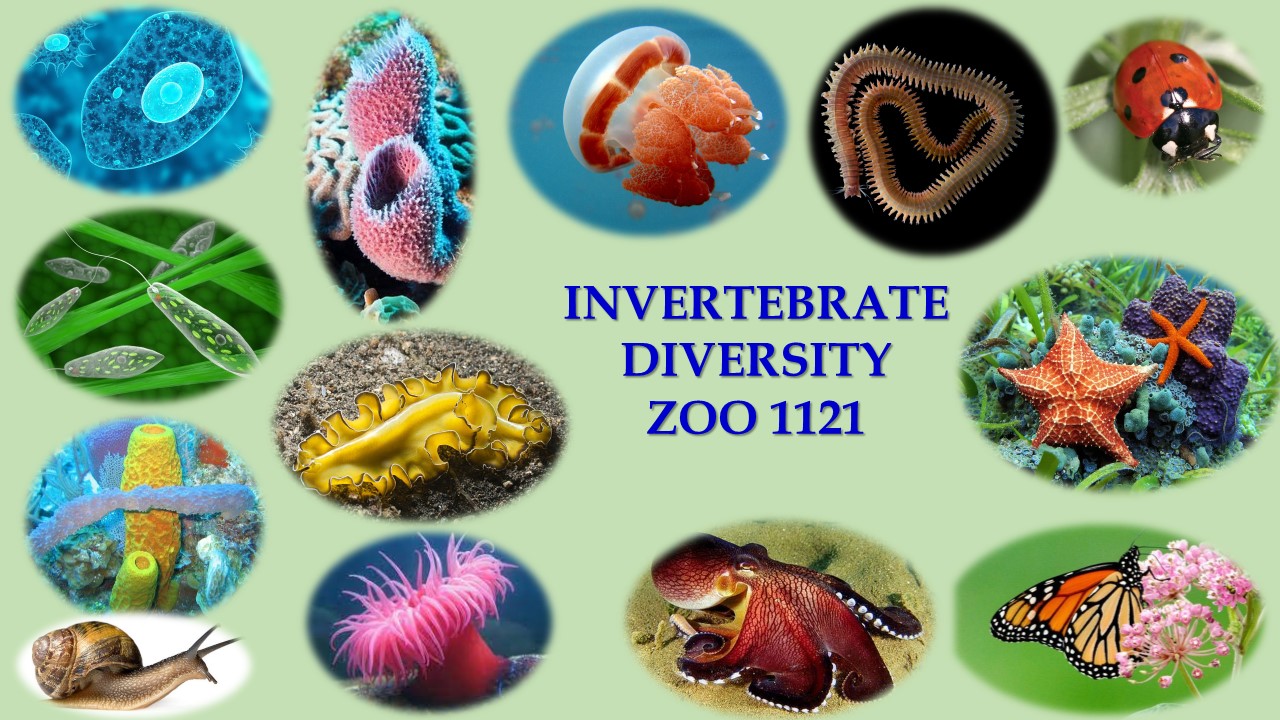 ZOO 1121 -Invertebrate  Diversity