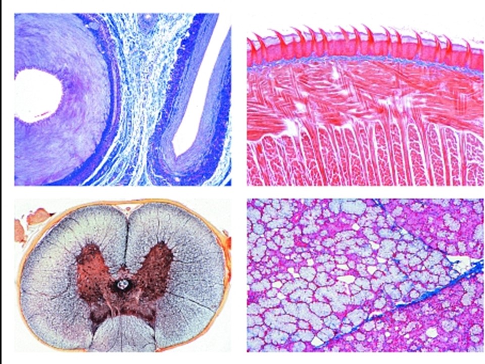 ZOO 1112 -Animal Histology 