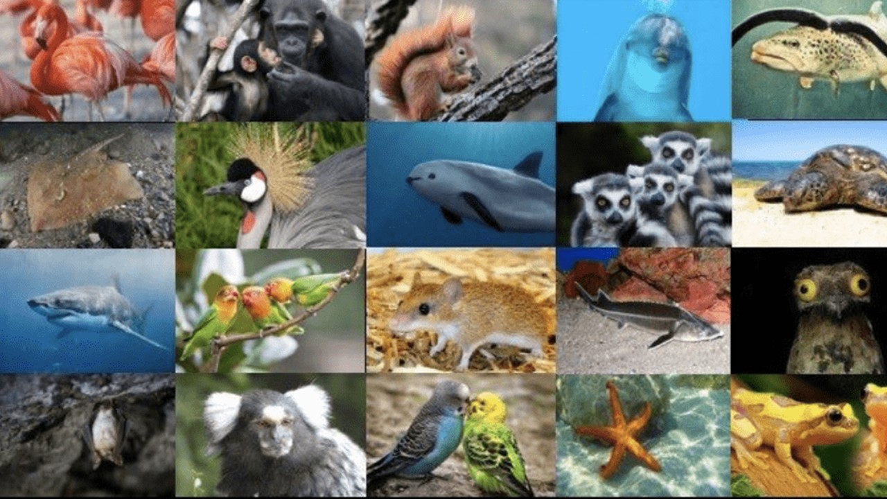 ZOO 1225 - Vertebrate Diversity (Oct.2024) 