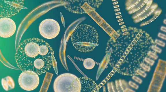 BOT1121 - Plant Diversity I (2023/2024 Batch - Intake XIV)