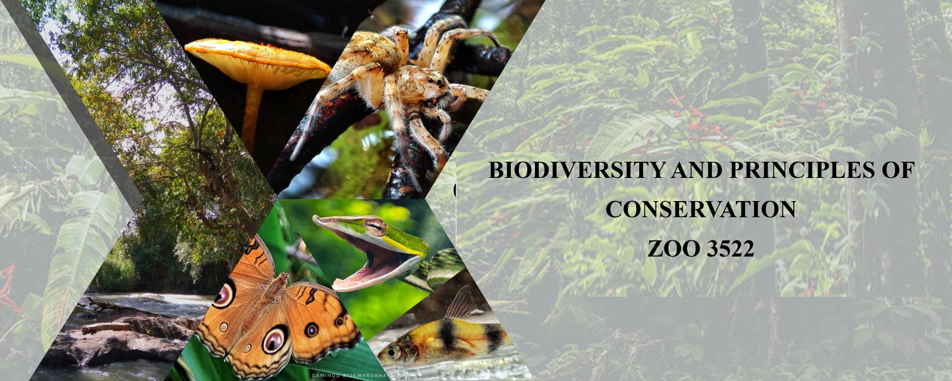 ZOO3522-Biodiversity and Principles of Conservation (March 2025)