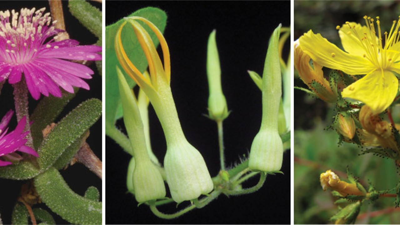 BOT2322 - Plant Systematics  (March 2025)