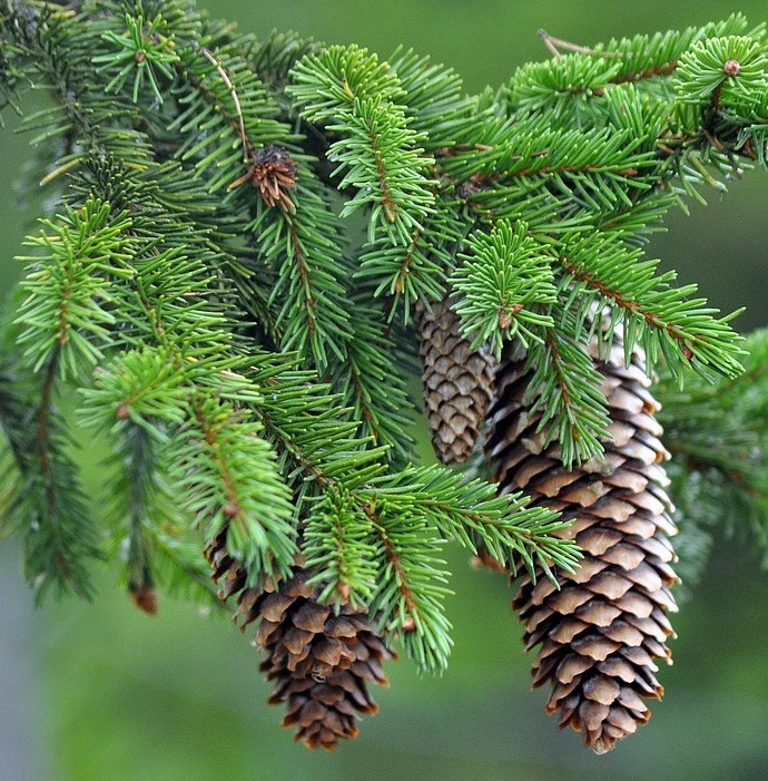 BOT1222  Plant Diversity II (Sept. 2025)