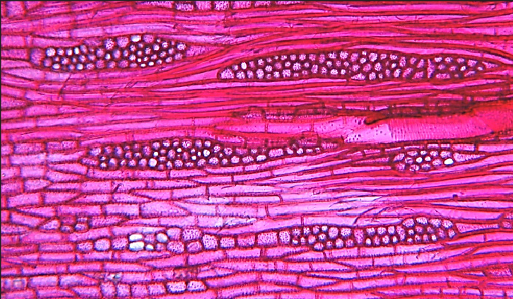 BOT1224  Plant Anatomy (Sept. 2025)