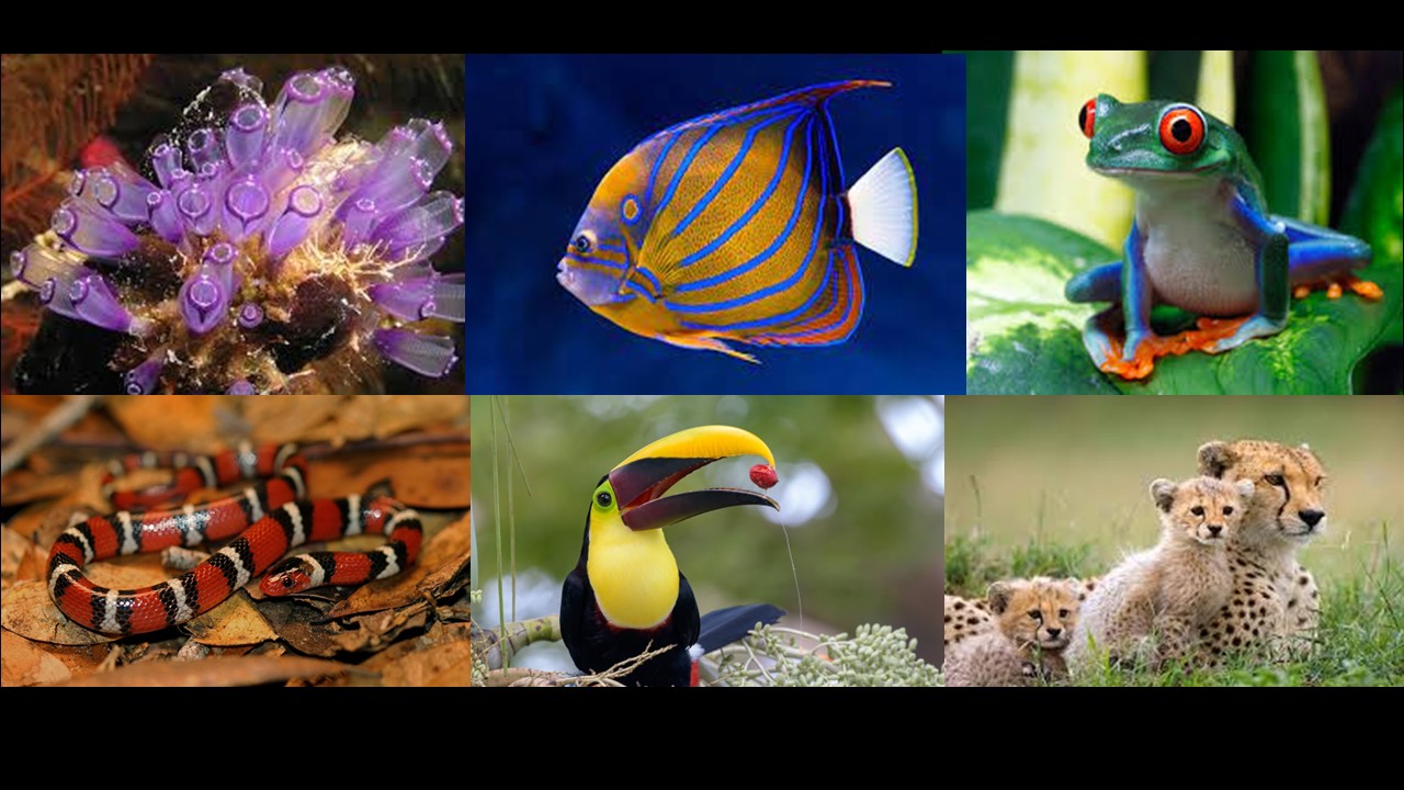 ZOO1225   Vertebrate  Diversity (Sept. 2025)