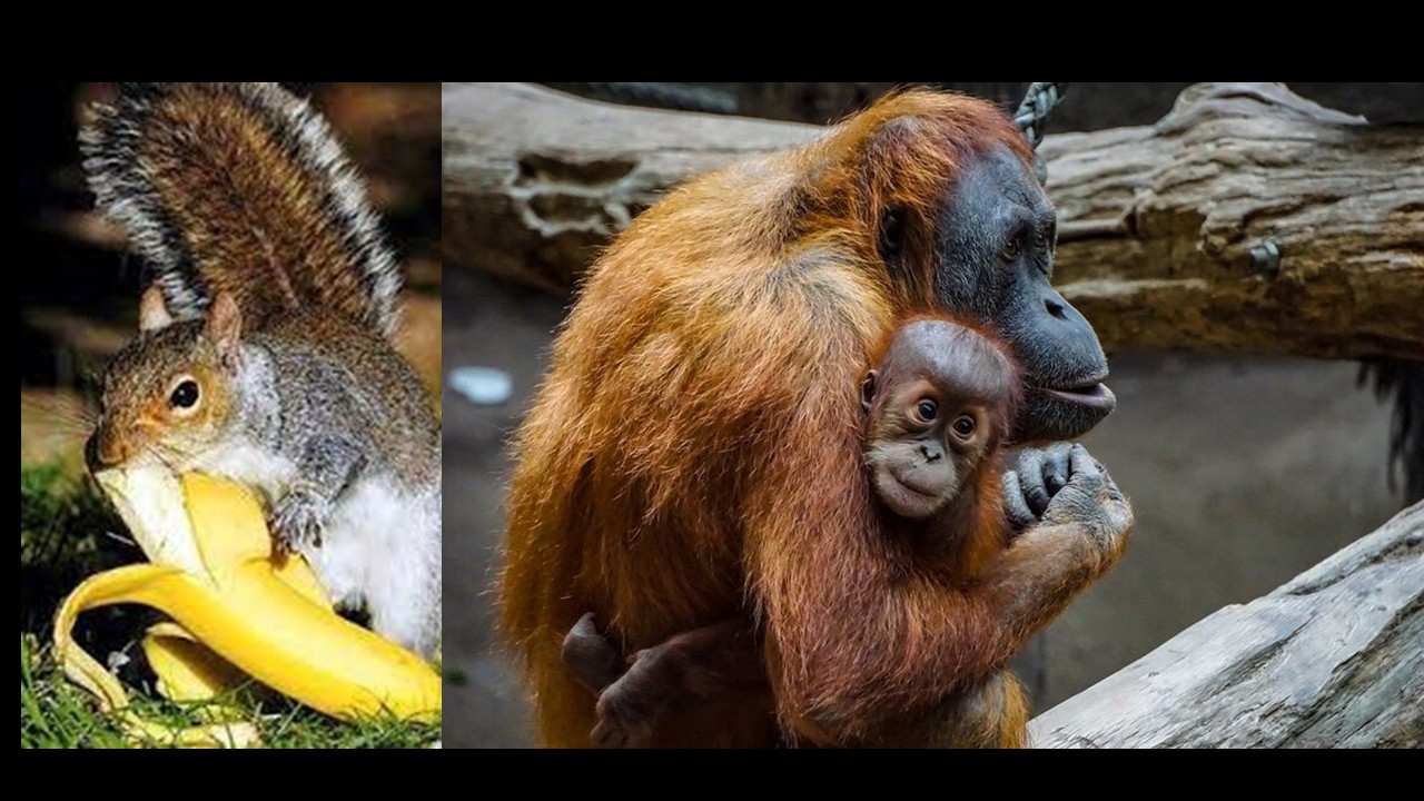 ZOO1226   Animal Physiology  (Sept. 2025)