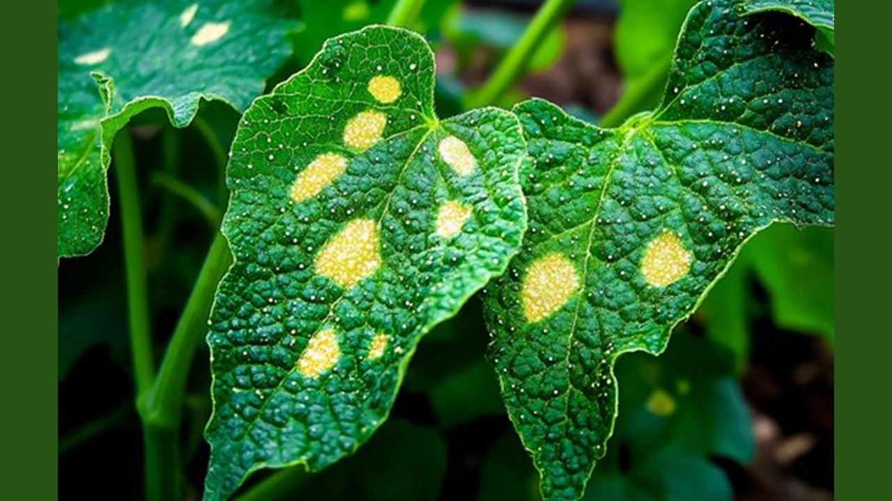 BOT3521  Plant Pathology  (Sept. 2025)