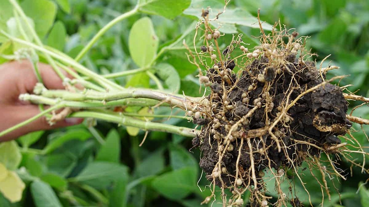 BOT3513  Nitrogen Fixation (Sept. 2025)
