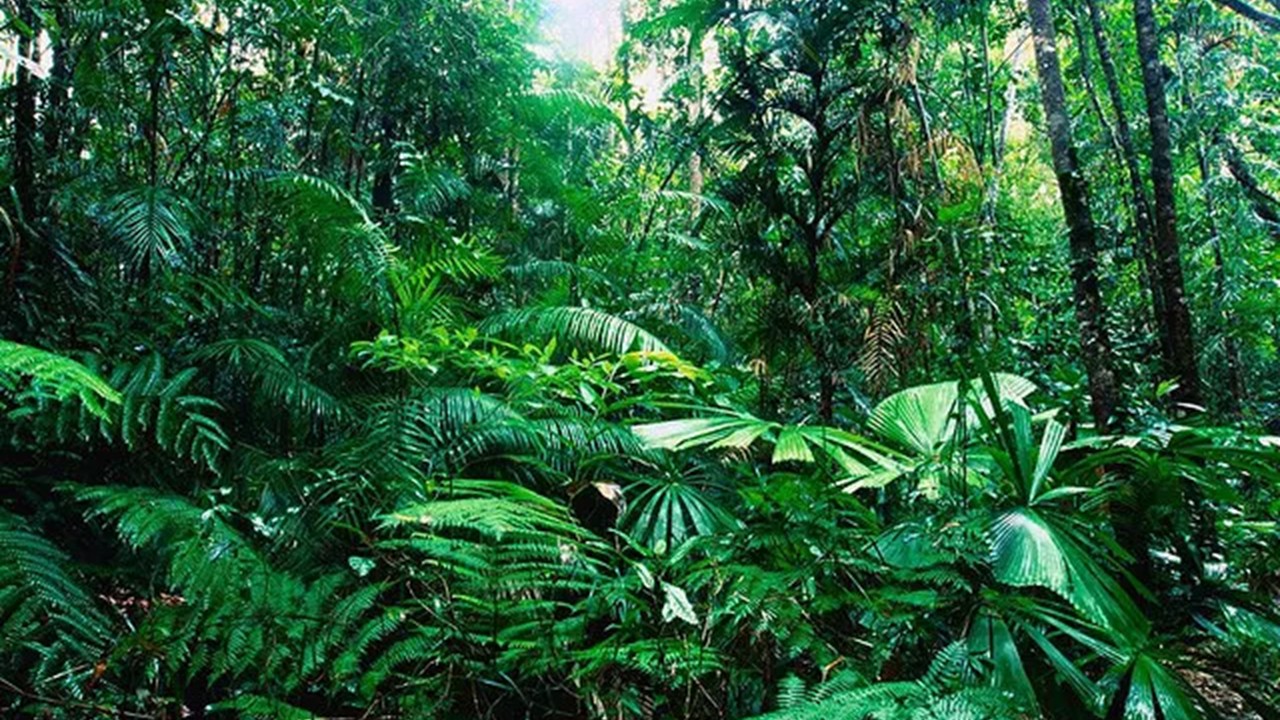 ZOO3522  Biodiversity and Principles of Conservation  (Sept. 2025)