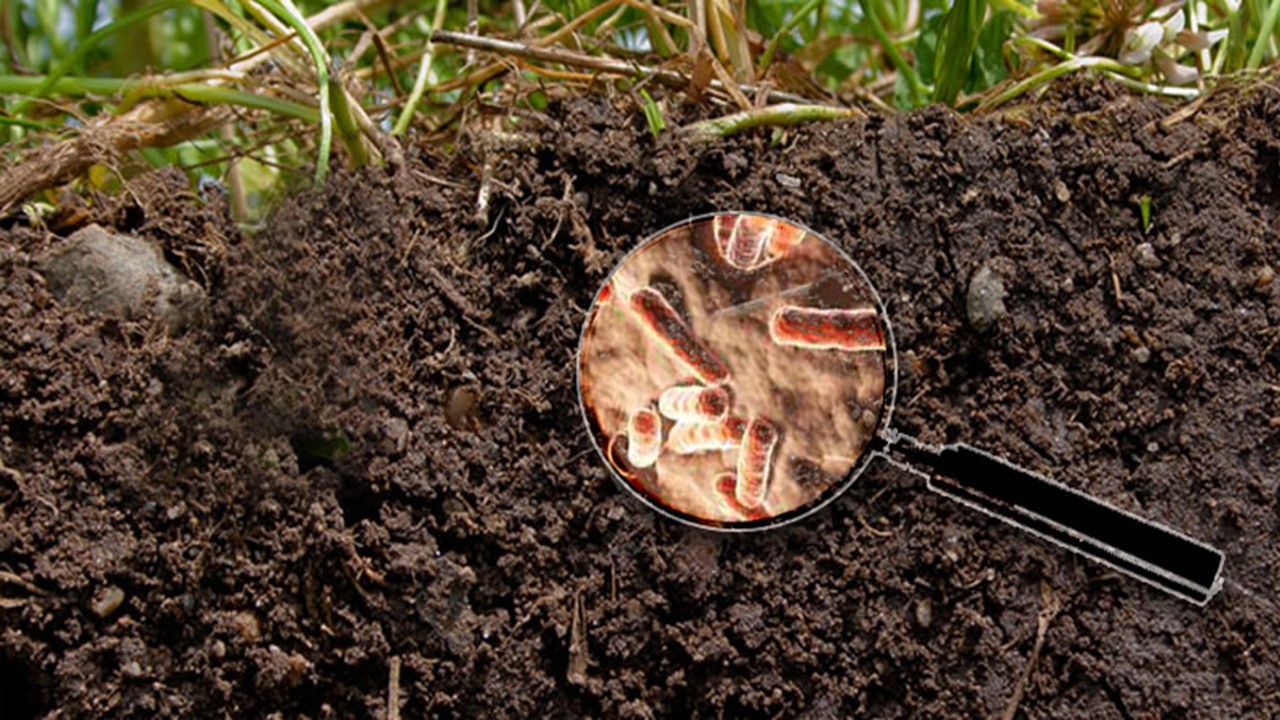 BOT3624    Soil  Microbiology  (Sept. 2025)