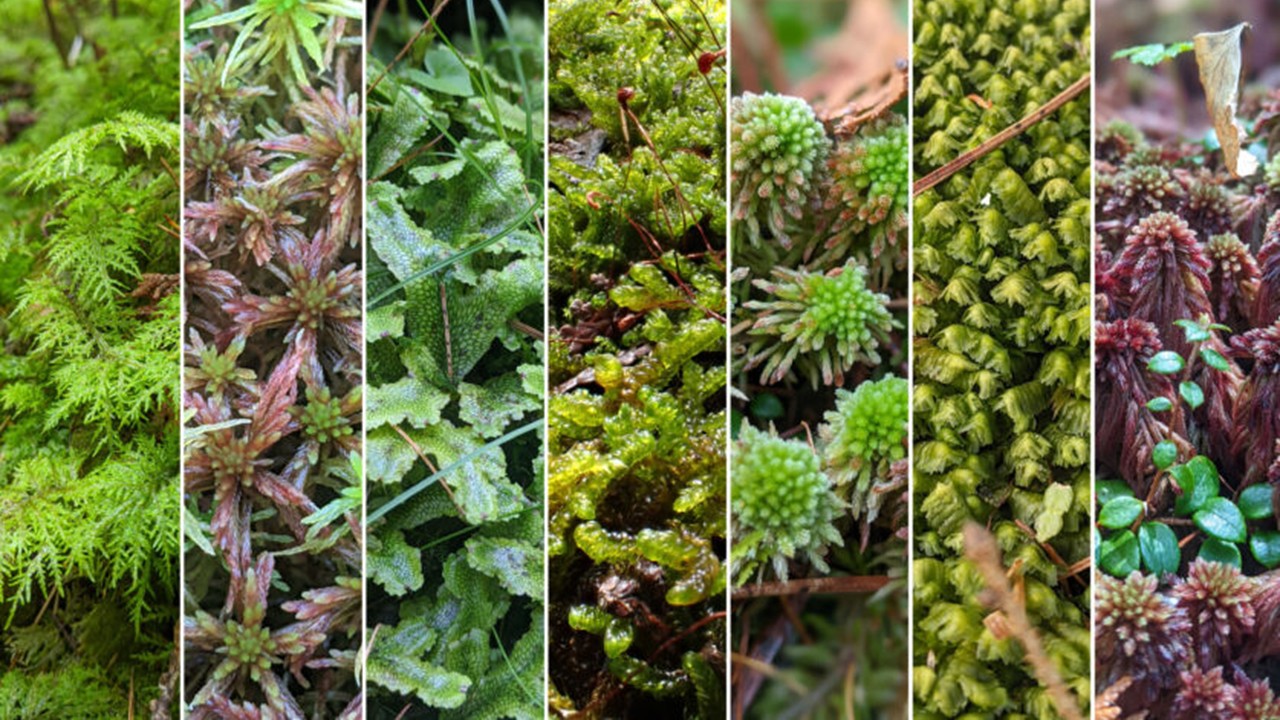 BOT1121 - Plant Diversity I (April 2026)