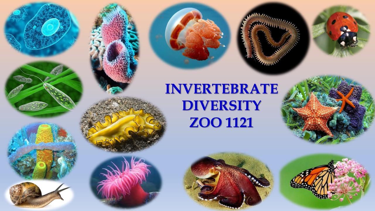 ZOO1121 -  Invertebrate Diversity  (April 2026)