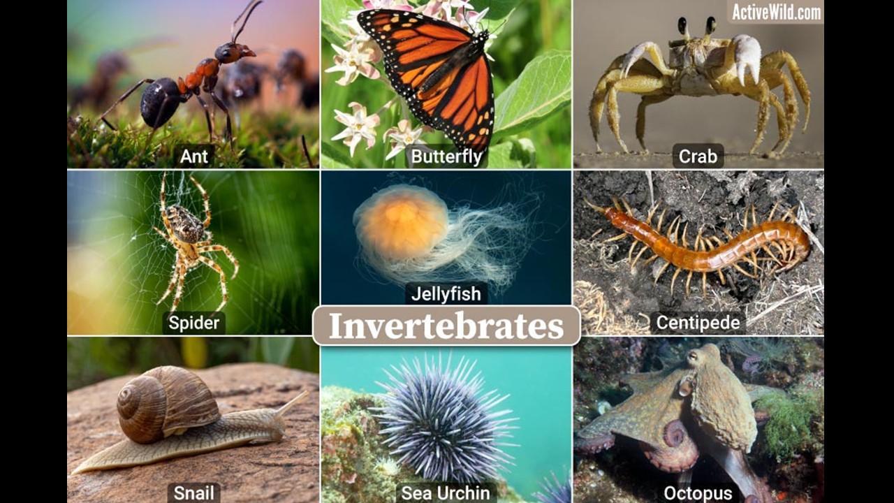 ZOO1121 -  Invertebrate Diversity  (April 2026)