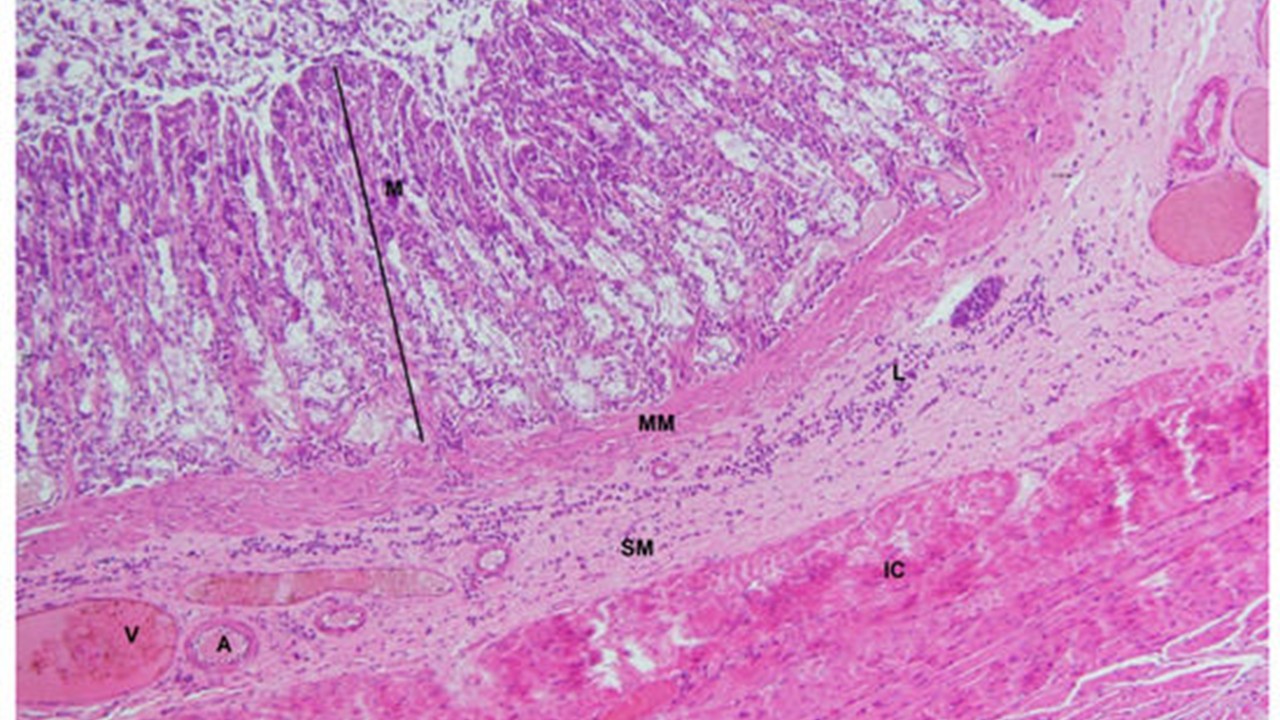 ZOO1112 -  Animal Histology  (April 2026) 