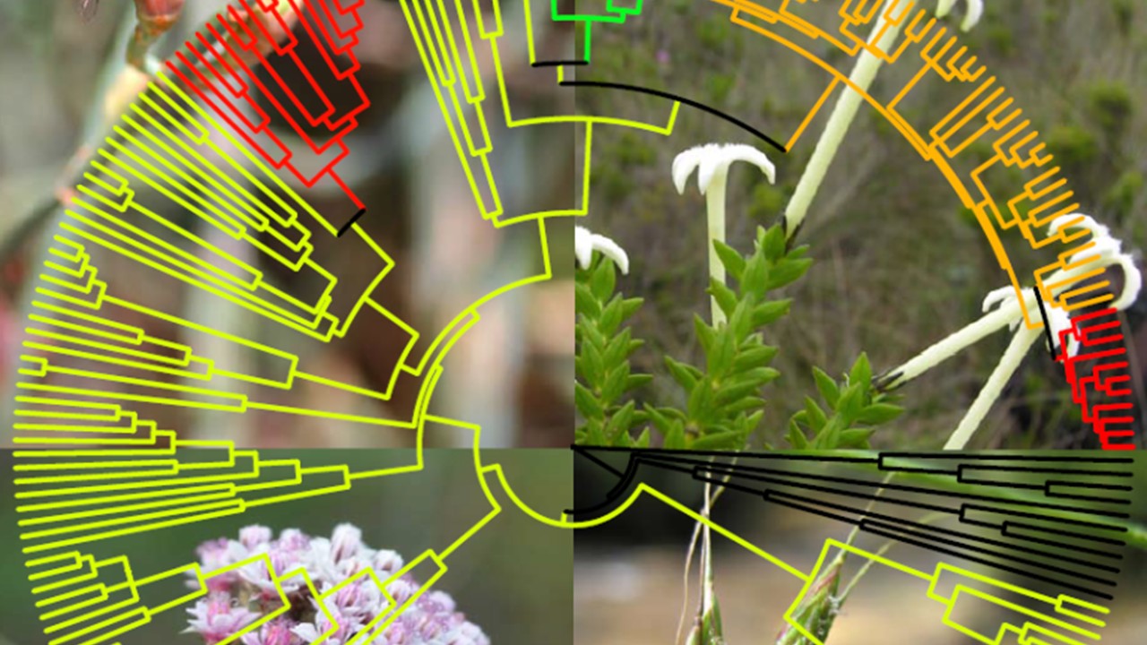BOT2322 - Plant Systematics (April 2026)