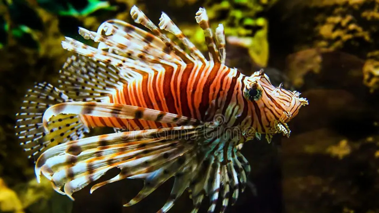 ZOO2321  - Fish Biology (April 2026)