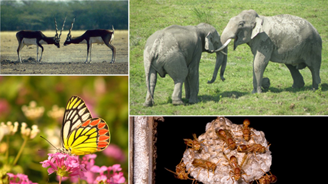 ZOO2322 - Animal Behaviour  (April 2026)