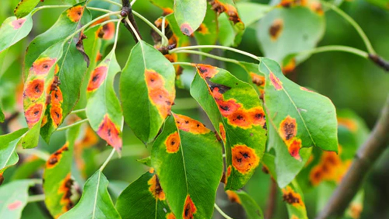 BOT3521 - Plant Pathology (April 2026)