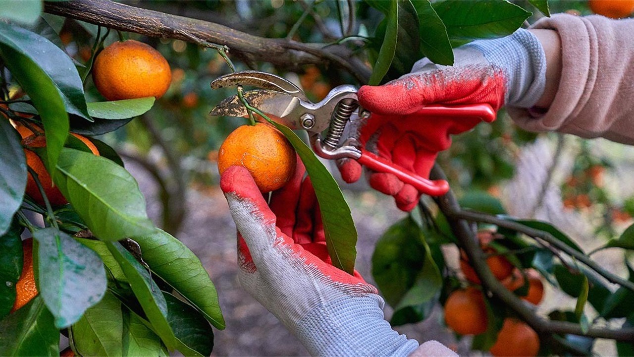 BOT3522 - Postharvest Technology of Plant Products (April 2026)