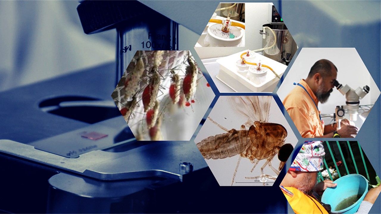 ZOO3521  -  Medical Entomology (April 2026)