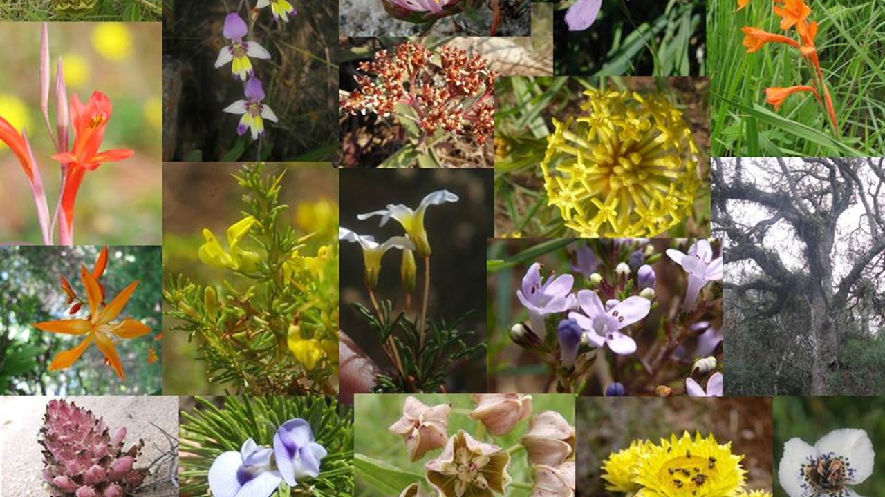 BOT1222 -Plant Diversity - II (Sept 2026)