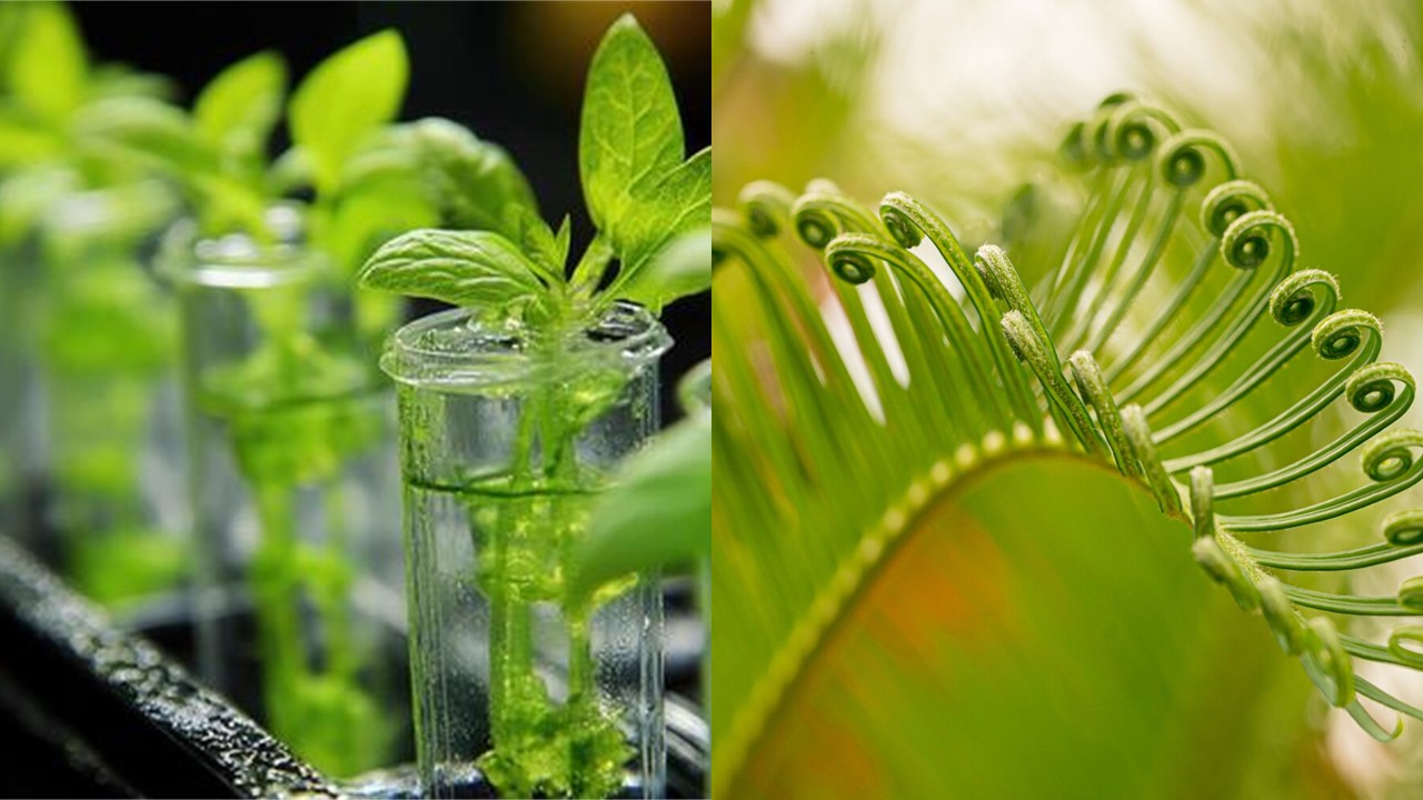 BOT1223 - Plant Physiology (Sept. 2026)