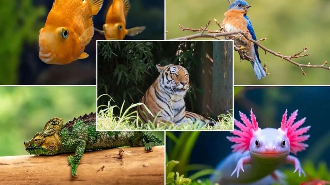 ZOO1225 - Vertebrate Diversity  (Sept. 2026)