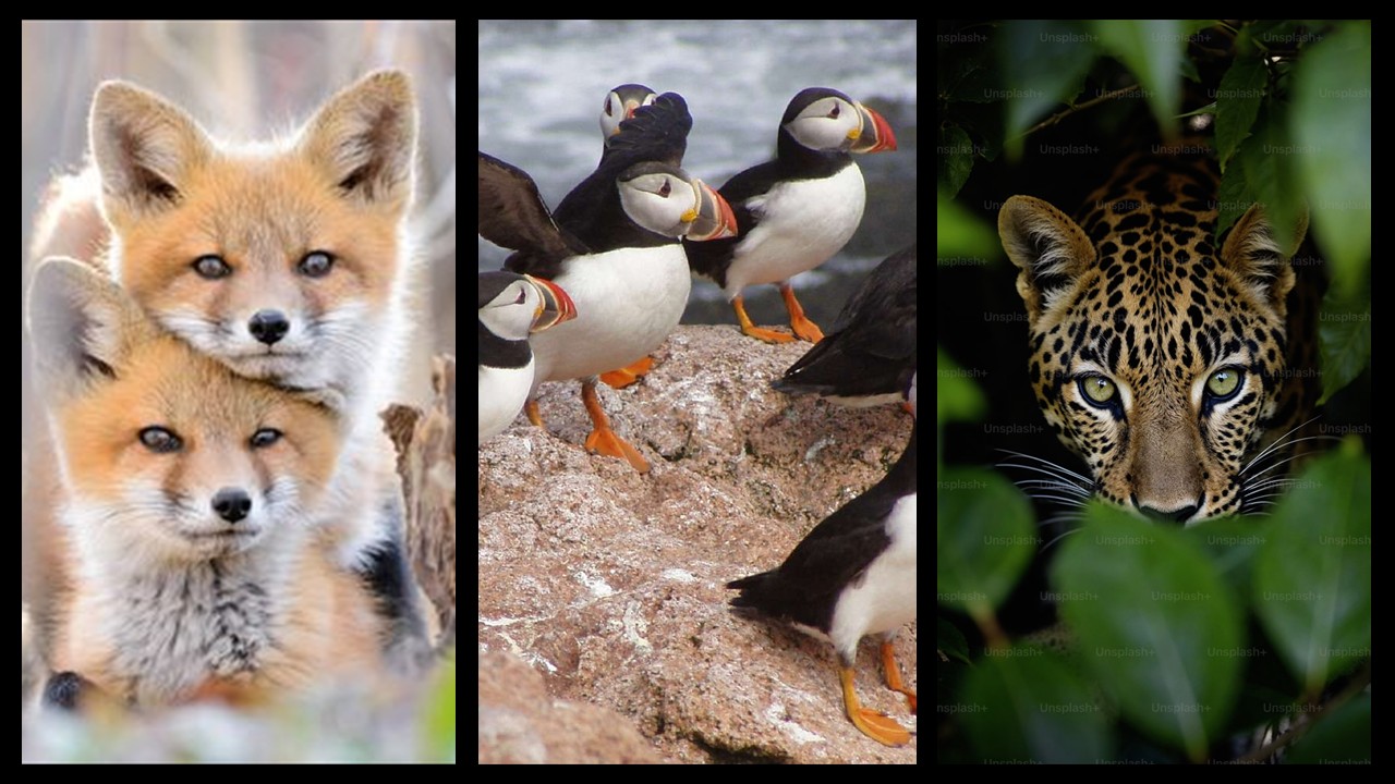 ZOO1226 - Animal Physiology (Sept. 2026)