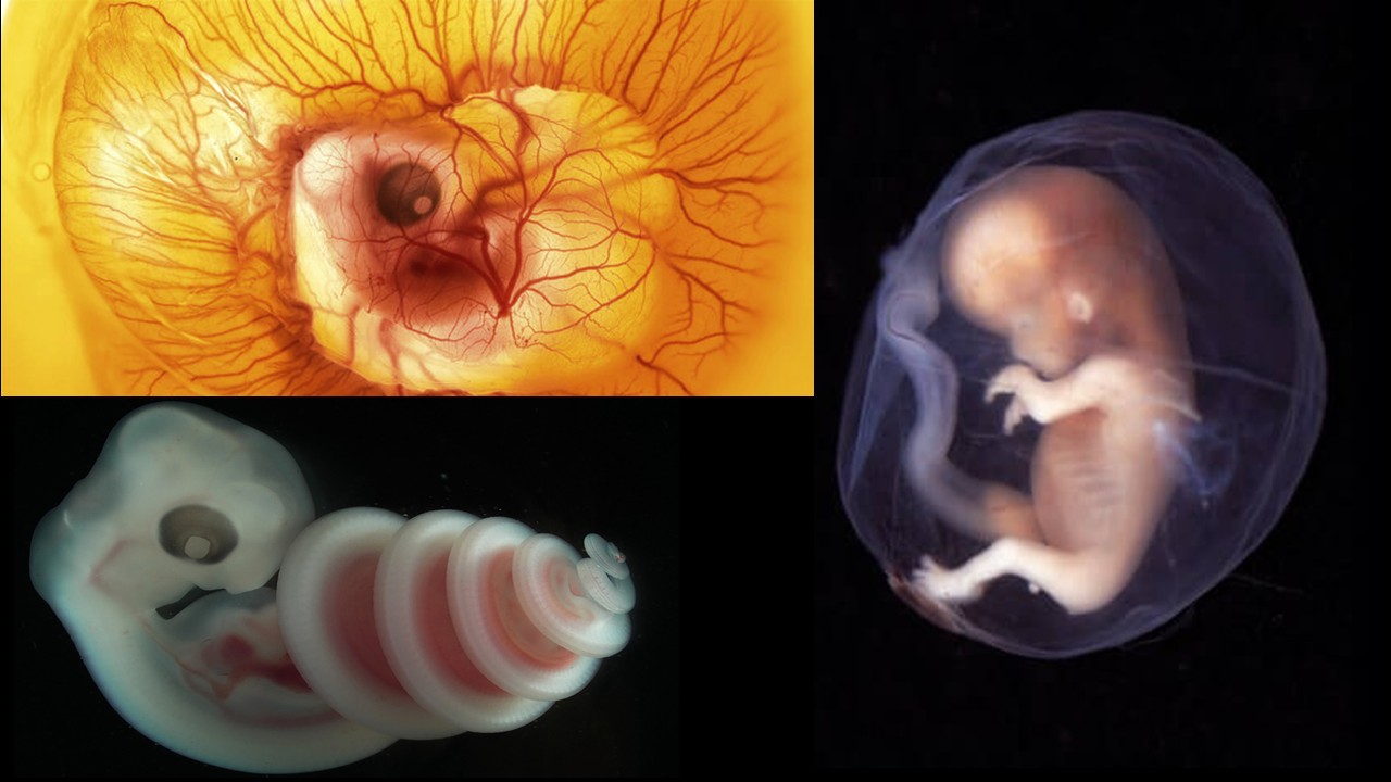 ZOO1227 - Developmental Biology  (Sept. 2026)