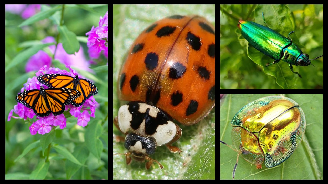 ZOO2413 - General Entomology (Sept. 2026)