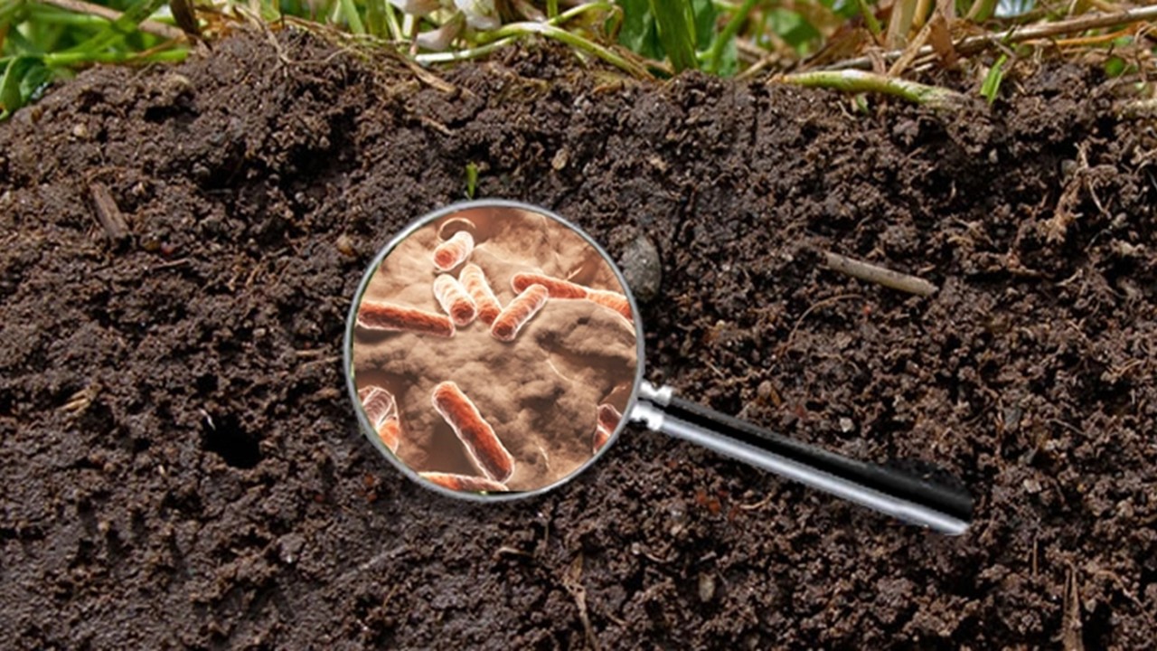 BOT3624 - Soil microbiology (Sept. 2026)